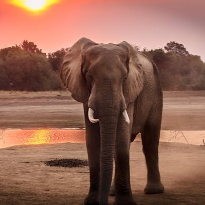 Private Big 5 Safari at Aquila Game Reserve